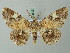  ( - BC ZSM Lep 74519)  @11 [ ] CreativeCommons - Attribution Non-Commercial Share-Alike (2015) Axel Hausmann/Bavarian State Collection of Zoology (ZSM) SNSB, Zoologische Staatssammlung Muenchen