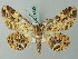  (Cleora illustraria - BC ZSM Lep 74520)  @14 [ ] CreativeCommons - Attribution Non-Commercial Share-Alike (2015) Axel Hausmann/Bavarian State Collection of Zoology (ZSM) SNSB, Zoologische Staatssammlung Muenchen