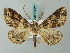  (Cleora hermaea - BC ZSM Lep 74521)  @14 [ ] CreativeCommons - Attribution Non-Commercial Share-Alike (2015) Axel Hausmann/Bavarian State Collection of Zoology (ZSM) SNSB, Zoologische Staatssammlung Muenchen