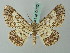  ( - BC ZSM Lep 74522)  @11 [ ] CreativeCommons - Attribution Non-Commercial Share-Alike (2015) Axel Hausmann/Bavarian State Collection of Zoology (ZSM) SNSB, Zoologische Staatssammlung Muenchen