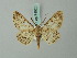  (Cleora cornaria - BC ZSM Lep 74523)  @11 [ ] CreativeCommons - Attribution Non-Commercial Share-Alike (2015) Axel Hausmann/Bavarian State Collection of Zoology (ZSM) SNSB, Zoologische Staatssammlung Muenchen
