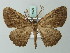  ( - BC ZSM Lep 74526)  @11 [ ] CreativeCommons - Attribution Non-Commercial Share-Alike (2015) Axel Hausmann/Bavarian State Collection of Zoology (ZSM) SNSB, Zoologische Staatssammlung Muenchen