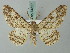  (Cleora biclavata - BC ZSM Lep 74527)  @15 [ ] CreativeCommons - Attribution Non-Commercial Share-Alike (2015) Axel Hausmann/Bavarian State Collection of Zoology (ZSM) SNSB, Zoologische Staatssammlung Muenchen