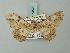  (Cleora repulsaria - BC ZSM Lep 74529)  @14 [ ] CreativeCommons - Attribution Non-Commercial Share-Alike (2015) Axel Hausmann/Bavarian State Collection of Zoology (ZSM) SNSB, Zoologische Staatssammlung Muenchen
