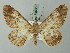  (Cleora inornata - BC ZSM Lep 74530)  @14 [ ] CreativeCommons - Attribution Non-Commercial Share-Alike (2015) Axel Hausmann/Bavarian State Collection of Zoology (ZSM) SNSB, Zoologische Staatssammlung Muenchen