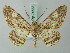  ( - BC ZSM Lep 74532)  @11 [ ] CreativeCommons - Attribution Non-Commercial Share-Alike (2015) Axel Hausmann/Bavarian State Collection of Zoology (ZSM) SNSB, Zoologische Staatssammlung Muenchen