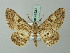  ( - BC ZSM Lep 74533)  @11 [ ] CreativeCommons - Attribution Non-Commercial Share-Alike (2015) Axel Hausmann/Bavarian State Collection of Zoology (ZSM) SNSB, Zoologische Staatssammlung Muenchen