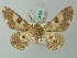  (Cleora obiana - BC ZSM Lep 74535)  @13 [ ] CreativeCommons - Attribution Non-Commercial Share-Alike (2015) Axel Hausmann/Bavarian State Collection of Zoology (ZSM) SNSB, Zoologische Staatssammlung Muenchen