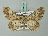  (Cleora rostrata - BC ZSM Lep 74538)  @14 [ ] CreativeCommons - Attribution Non-Commercial Share-Alike (2015) Axel Hausmann/Bavarian State Collection of Zoology (ZSM) SNSB, Zoologische Staatssammlung Muenchen