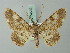  (Cleora taprobana - BC ZSM Lep 74539)  @11 [ ] CreativeCommons - Attribution Non-Commercial Share-Alike (2015) Axel Hausmann/Bavarian State Collection of Zoology (ZSM) SNSB, Zoologische Staatssammlung Muenchen