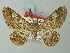  ( - BC ZSM Lep 74540)  @11 [ ] CreativeCommons - Attribution Non-Commercial Share-Alike (2015) Axel Hausmann/Bavarian State Collection of Zoology (ZSM) SNSB, Zoologische Staatssammlung Muenchen