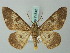  (Cleora limitata - BC ZSM Lep 74542)  @11 [ ] CreativeCommons - Attribution Non-Commercial Share-Alike (2015) Axel Hausmann/Bavarian State Collection of Zoology (ZSM) SNSB, Zoologische Staatssammlung Muenchen
