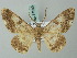  (Cleora siniaevi - BC ZSM Lep 74543)  @14 [ ] CreativeCommons - Attribution Non-Commercial Share-Alike (2015) Axel Hausmann/Bavarian State Collection of Zoology (ZSM) SNSB, Zoologische Staatssammlung Muenchen