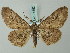  (Cleora melanochorda - BC ZSM Lep 74552)  @15 [ ] CreativeCommons - Attribution Non-Commercial Share-Alike (2015) Axel Hausmann/Bavarian State Collection of Zoology (ZSM) SNSB, Zoologische Staatssammlung Muenchen