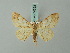  ( - BC ZSM Lep 74553)  @11 [ ] CreativeCommons - Attribution Non-Commercial Share-Alike (2015) Axel Hausmann/Bavarian State Collection of Zoology (ZSM) SNSB, Zoologische Staatssammlung Muenchen