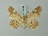  ( - BC ZSM Lep 74556)  @11 [ ] CreativeCommons - Attribution Non-Commercial Share-Alike (2015) Axel Hausmann/Bavarian State Collection of Zoology (ZSM) SNSB, Zoologische Staatssammlung Muenchen