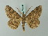  ( - BC ZSM Lep 74558)  @11 [ ] CreativeCommons - Attribution Non-Commercial Share-Alike (2015) Axel Hausmann/Bavarian State Collection of Zoology (ZSM) SNSB, Zoologische Staatssammlung Muenchen
