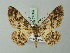  ( - BC ZSM Lep 74563)  @13 [ ] CreativeCommons - Attribution Non-Commercial Share-Alike (2015) Axel Hausmann/Bavarian State Collection of Zoology (ZSM) SNSB, Zoologische Staatssammlung Muenchen