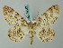  ( - BC ZSM Lep 74567)  @11 [ ] CreativeCommons - Attribution Non-Commercial Share-Alike (2015) Axel Hausmann/Bavarian State Collection of Zoology (ZSM) SNSB, Zoologische Staatssammlung Muenchen