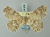  (Cleora aculeata - BC ZSM Lep 74568)  @13 [ ] CreativeCommons - Attribution Non-Commercial Share-Alike (2015) Axel Hausmann/Bavarian State Collection of Zoology (ZSM) SNSB, Zoologische Staatssammlung Muenchen