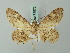  ( - BC ZSM Lep 74572)  @13 [ ] CreativeCommons - Attribution Non-Commercial Share-Alike (2015) Axel Hausmann/Bavarian State Collection of Zoology (ZSM) SNSB, Zoologische Staatssammlung Muenchen