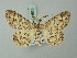  ( - BC ZSM Lep 74575)  @11 [ ] CreativeCommons - Attribution Non-Commercial Share-Alike (2015) Axel Hausmann/Bavarian State Collection of Zoology (ZSM) SNSB, Zoologische Staatssammlung Muenchen