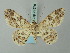  (Cleora radula - BC ZSM Lep 74578)  @15 [ ] CreativeCommons - Attribution Non-Commercial Share-Alike (2015) Axel Hausmann/Bavarian State Collection of Zoology (ZSM) SNSB, Zoologische Staatssammlung Muenchen