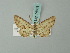  (Stenalcidia dimidiata - BC ZSM Lep 74603)  @11 [ ] CreativeCommons - Attribution Non-Commercial Share-Alike (2015) Axel Hausmann/Bavarian State Collection of Zoology (ZSM) SNSB, Zoologische Staatssammlung Muenchen