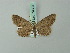  ( - BC ZSM Lep 74604)  @11 [ ] CreativeCommons - Attribution Non-Commercial Share-Alike (2015) Axel Hausmann/Bavarian State Collection of Zoology (ZSM) SNSB, Zoologische Staatssammlung Muenchen