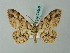  (Stenalcidia carneata - BC ZSM Lep 74608)  @11 [ ] CreativeCommons - Attribution Non-Commercial Share-Alike (2015) Axel Hausmann/Bavarian State Collection of Zoology (ZSM) SNSB, Zoologische Staatssammlung Muenchen