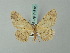  (Stenalcidia lacra - BC ZSM Lep 74612)  @11 [ ] CreativeCommons - Attribution Non-Commercial Share-Alike (2015) Axel Hausmann/Bavarian State Collection of Zoology (ZSM) SNSB, Zoologische Staatssammlung Muenchen