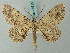  ( - BC ZSM Lep 74615)  @11 [ ] CreativeCommons - Attribution Non-Commercial Share-Alike (2015) Axel Hausmann/Bavarian State Collection of Zoology (ZSM) SNSB, Zoologische Staatssammlung Muenchen