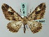  ( - BC ZSM Lep 74629)  @11 [ ] CreativeCommons - Attribution Non-Commercial Share-Alike (2015) Axel Hausmann/Bavarian State Collection of Zoology (ZSM) SNSB, Zoologische Staatssammlung Muenchen