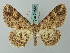  ( - BC ZSM Lep 74632)  @11 [ ] CreativeCommons - Attribution Non-Commercial Share-Alike (2015) Axel Hausmann/Bavarian State Collection of Zoology (ZSM) SNSB, Zoologische Staatssammlung Muenchen