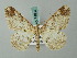  ( - BC ZSM Lep 74637)  @11 [ ] CreativeCommons - Attribution Non-Commercial Share-Alike (2015) Axel Hausmann/Bavarian State Collection of Zoology (ZSM) SNSB, Zoologische Staatssammlung Muenchen