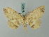  ( - BC ZSM Lep 74652)  @11 [ ] CreativeCommons - Attribution Non-Commercial Share-Alike (2015) Axel Hausmann/Bavarian State Collection of Zoology (ZSM) SNSB, Zoologische Staatssammlung Muenchen