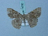  ( - BC ZSM Lep 74780)  @11 [ ] CreativeCommons - Attribution Non-Commercial Share-Alike (2015) Axel Hausmann/Bavarian State Collection of Zoology (ZSM) SNSB, Zoologische Staatssammlung Muenchen