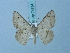  ( - BC ZSM Lep 74784)  @11 [ ] CreativeCommons - Attribution Non-Commercial Share-Alike (2015) Axel Hausmann/Bavarian State Collection of Zoology (ZSM) SNSB, Zoologische Staatssammlung Muenchen