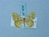  ( - BC ZSM Lep 74791)  @11 [ ] CreativeCommons - Attribution Non-Commercial Share-Alike (2015) Axel Hausmann/Bavarian State Collection of Zoology (ZSM) SNSB, Zoologische Staatssammlung Muenchen