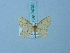  ( - BC ZSM Lep 74792)  @11 [ ] CreativeCommons - Attribution Non-Commercial Share-Alike (2015) Axel Hausmann/Bavarian State Collection of Zoology (ZSM) SNSB, Zoologische Staatssammlung Muenchen