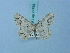  ( - BC ZSM Lep 74794)  @11 [ ] CreativeCommons - Attribution Non-Commercial Share-Alike (2015) Axel Hausmann/Bavarian State Collection of Zoology (ZSM) SNSB, Zoologische Staatssammlung Muenchen
