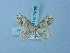  ( - BC ZSM Lep 74795)  @11 [ ] CreativeCommons - Attribution Non-Commercial Share-Alike (2015) Axel Hausmann/Bavarian State Collection of Zoology (ZSM) SNSB, Zoologische Staatssammlung Muenchen