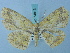  ( - BC ZSM Lep 74813)  @11 [ ] CreativeCommons - Attribution Non-Commercial Share-Alike (2015) Axel Hausmann/Bavarian State Collection of Zoology (ZSM) SNSB, Zoologische Staatssammlung Muenchen