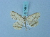  ( - BC ZSM Lep 74814)  @11 [ ] CreativeCommons - Attribution Non-Commercial Share-Alike (2015) Axel Hausmann/Bavarian State Collection of Zoology (ZSM) SNSB, Zoologische Staatssammlung Muenchen