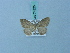  ( - BC ZSM Lep 74825)  @11 [ ] CreativeCommons - Attribution Non-Commercial Share-Alike (2015) Axel Hausmann/Bavarian State Collection of Zoology (ZSM) SNSB, Zoologische Staatssammlung Muenchen