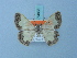  (Zamarada moderata - BC ZSM Lep 74833)  @14 [ ] CreativeCommons - Attribution Non-Commercial Share-Alike (2015) Axel Hausmann/Bavarian State Collection of Zoology (ZSM) SNSB, Zoologische Staatssammlung Muenchen