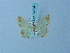  ( - BC ZSM Lep 74834)  @11 [ ] CreativeCommons - Attribution Non-Commercial Share-Alike (2015) Axel Hausmann/Bavarian State Collection of Zoology (ZSM) SNSB, Zoologische Staatssammlung Muenchen