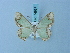  ( - BC ZSM Lep 74837)  @11 [ ] CreativeCommons - Attribution Non-Commercial Share-Alike (2015) Axel Hausmann/Bavarian State Collection of Zoology (ZSM) SNSB, Zoologische Staatssammlung Muenchen