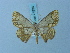  (Zamarada laciniata - BC ZSM Lep 74838)  @11 [ ] CreativeCommons - Attribution Non-Commercial Share-Alike (2015) Axel Hausmann/Bavarian State Collection of Zoology (ZSM) SNSB, Zoologische Staatssammlung Muenchen