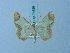  (Zamarada radula - BC ZSM Lep 74839)  @11 [ ] CreativeCommons - Attribution Non-Commercial Share-Alike (2015) Axel Hausmann/Bavarian State Collection of Zoology (ZSM) SNSB, Zoologische Staatssammlung Muenchen